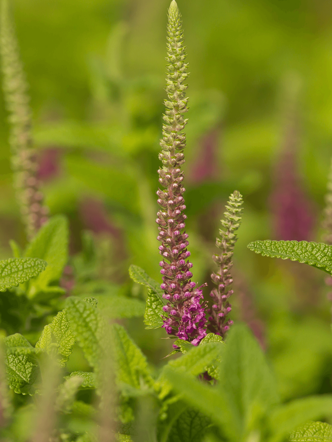 Teucrium hyrcanicum